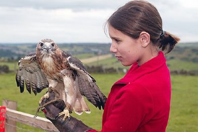 Junior Falconry Day For Five Junior Falconry Day For Five